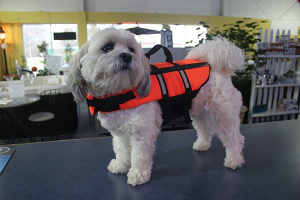 JORDY-ORNG-LIFEVEST